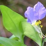 Commelina nudiflora - Erva Santa Luzia