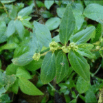 Euphorbia hirta - Erva de Santa Luzia