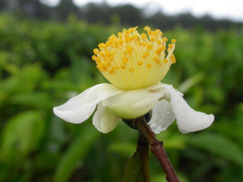 camellia-sinensis-beneficios-e-propriedades-dessa-planta-e-seu-cha