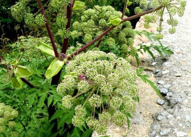 Dong quai: angelica sinensis - Benefícios e propriedades desta planta
